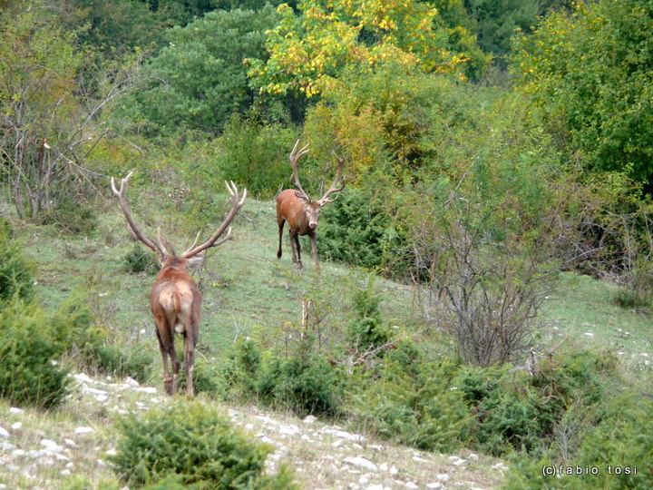 Alla corte di Sua Maest l''Unicorno - (fotoracconto fantasy)